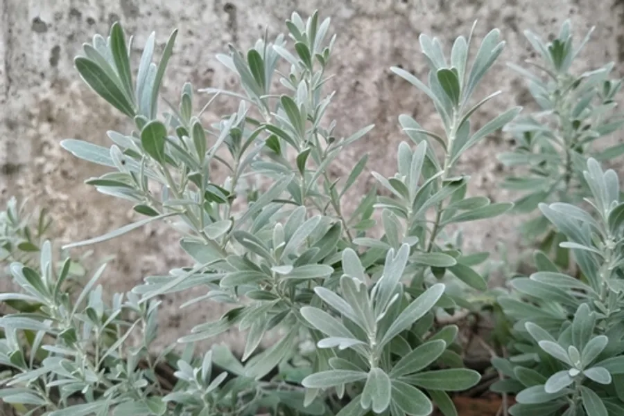 Native Plant Landscapes