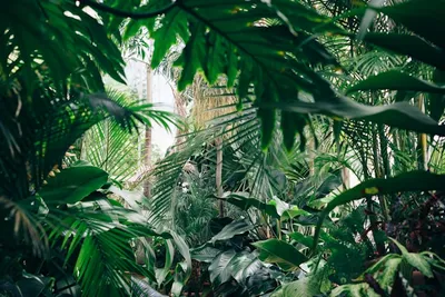 Commercial Interiorscaping