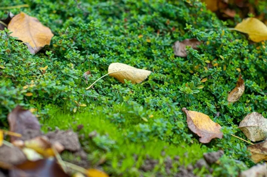 Turf Lawn Alternatives