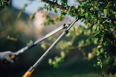 Tree and Shrub Pruning