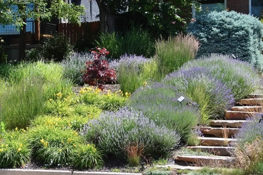 Xeriscaping